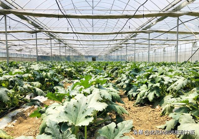 如何建造冬暖式日光温室大棚 头条问答