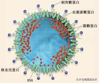 猫传染性腹膜炎:猫传染性腹膜炎的症状 猫白蛋白低腹水，不能吃什么￼？注意什么？