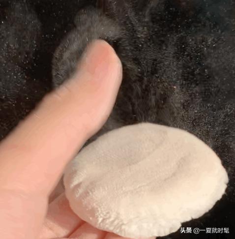 圣路薇沐浴露好用吗:3个月大的狗狗适合用什么牌子沐浴液啊？狗狗一天吃多少最合适？