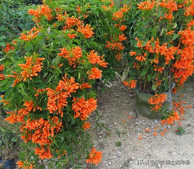 炮仗花如何养:炮仗花怎么样繁殖，怎么养护？