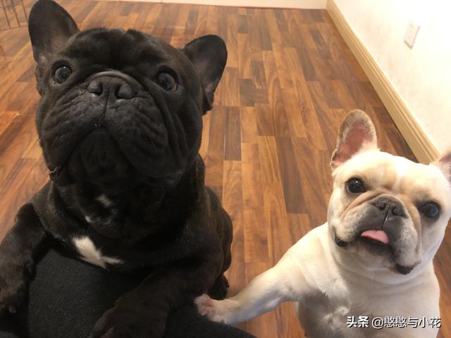 怎样养宠物狗金毛:养一只金毛需要做什么准备？