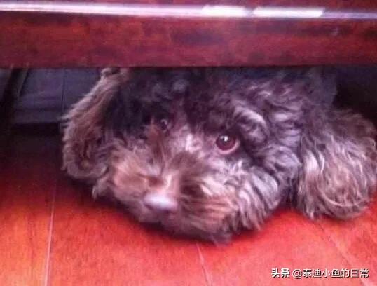 纯种泰迪犬图片及标准:真正聪明的泰迪犬是怎么样的？有什么判辨标准吗？