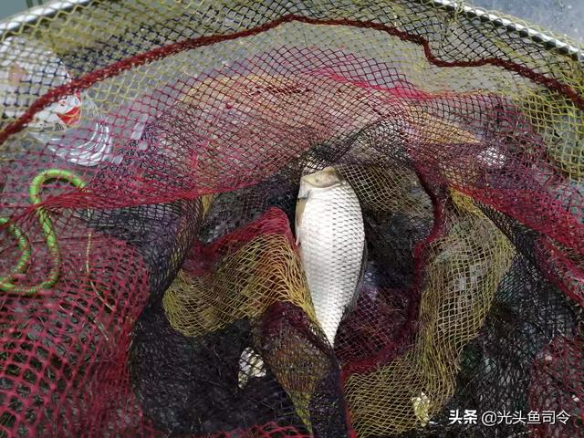 巴西哩鱼的生活习性:夏天野钓大鲤鱼如何选钓位和制作窝料？ 巴西亚鱼的基本知识