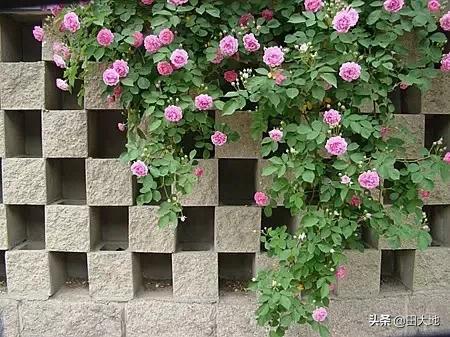 怎么做院子围墙又便宜又好看？插图90