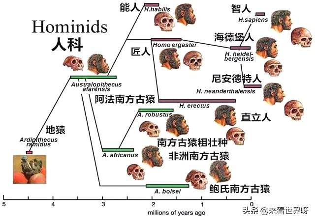 人类祖先的资料图片