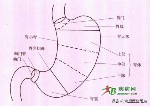 胃窦的解剖位置示意图图片