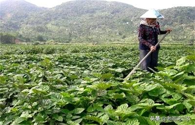chus,中药藿香怎么进行人工栽植呢？