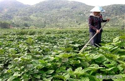 皮肤癣的图片,中药藿香怎么进行人工栽植呢？