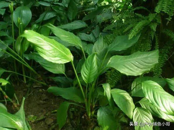 花叶万年青根系发达吗:花叶万年青怎么能长得太高 花瓶养殖万年青如何让它变得更粗？