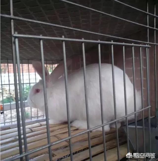 兔子伊维菌素用量:兔子长癣跟环境有关吗？兔子长癣是环境不卫生吗？
