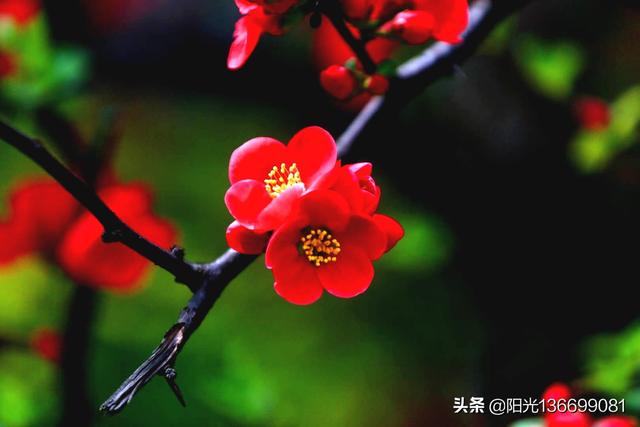 头条问答 诗词摄影 如何拍摄出 花开堪折直须折 莫待无花空折枝 的意境 10个回答