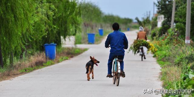 巨贵犬吃什么长得大:养农村土狗喂什么长得又快又大？