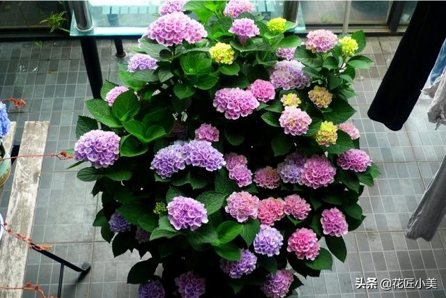 绣球花价格:绣球花可以用自吸水花盆吗？