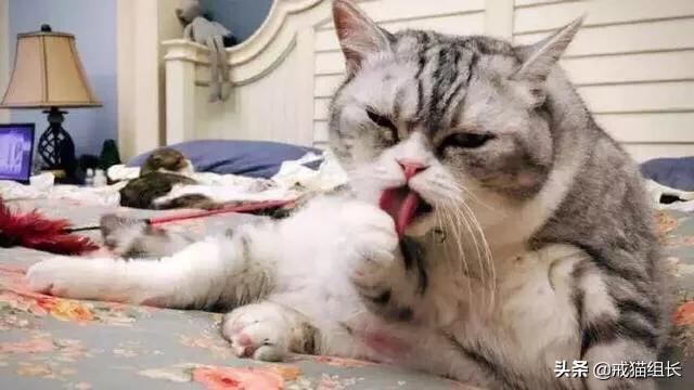 异国短毛猫护理经验:猫为什么有泪痕?怎么护理？