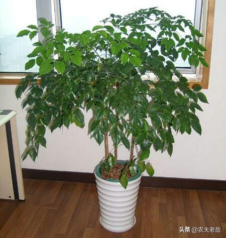 绿宝树 蚜虫:种植绿宝树需要注意什么？