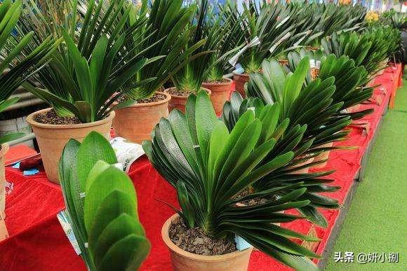 石蒜科的换锦花:君子兰开花用什么肥料催花？