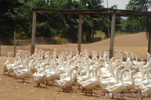 农安实验动物用品经销部:现在有些地方的大鹅为什么烂市？
