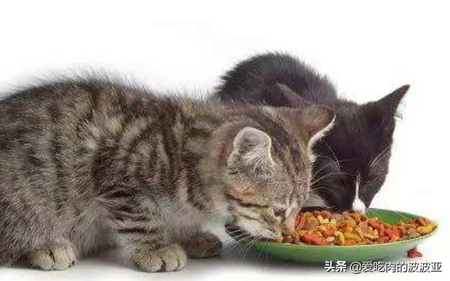 猫咪有病可以吃猫粮吗，养猫必须吃猫粮吗吃猫粮和直接吃肉比有哪些好处