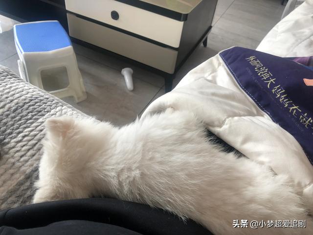 不是纯种博美犬怎么养:博美犬一般可长到多少斤重呢？