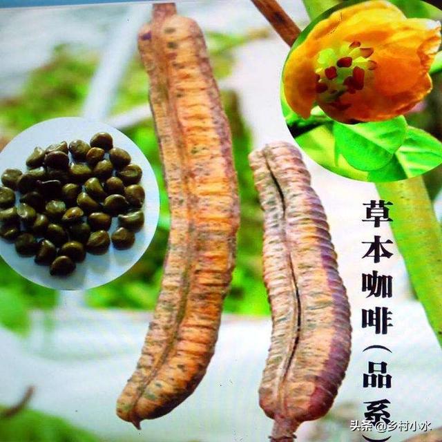 豆子从豆荚里跳出来视频:四棱豆生育期，花蕾大量脱落，该怎么办？