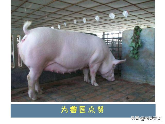 母猪空怀会涨奶吗:母猪断奶后一侧得奶炎了，奶胀得厉害，不吃食怎么办？