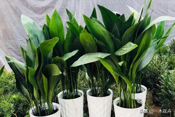 一叶兰l小盆怎样换大盆:一叶兰开花了可以分盆吗？怎么做？