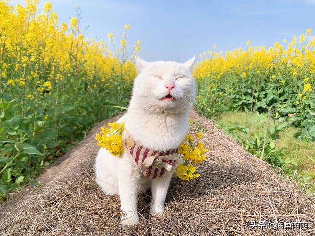 地下吸猫是什么意思百度百科:可以用小吸尘器把猫咪的耳螨吸出来吗？要注意什么？
