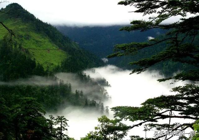 河马哥刘惠璞:壮年河马、北极熊和东北虎这三样动物打起来谁厉害？