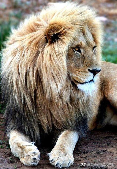 狮子不同颜色的鬃毛真的和战斗力有关系吗?