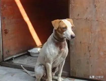 太仓猎犬打猎视频鸡哥:猎犬太仓狩猎视频 我国还有多少纯种的太仓猎犬？有哪些购买渠道？为何？