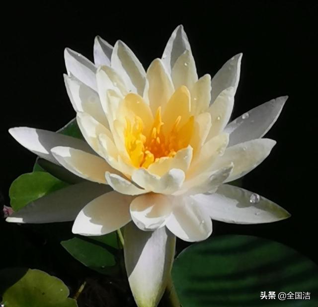 拍摄花草风景,选哪款手机效果好？
