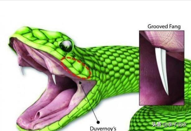 经典传奇未解之谜大蛇，菜花蛇无毒，为什么被称为百蛇之王