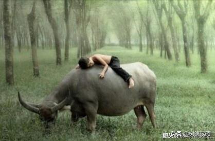 67年羊男和79年羊女结婚适合吗,67羊男相配85牛女吗？