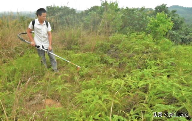 坟头埋什么断子绝孙,坟头上长满了椿树，怎样根除？