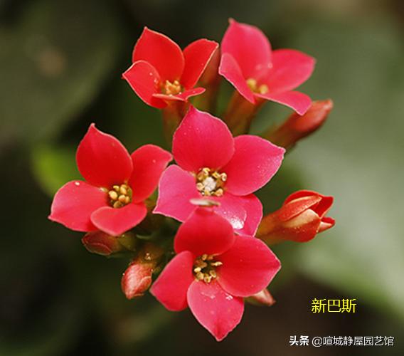 大叶红色单瓣长寿花对光照的要求很严格吗，注意什么？
