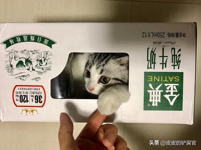 住楼房怎样养猫:住楼房应该如何养猫既可以保证卫生又不会让家里有异味？ 住楼房怎么养猫