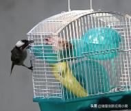 中国养鸟论坛养:养鸟为什么分养笼和溜笼？