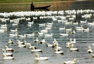 文登水貂养殖网:近几年和未来几年养殖行业什么最有前景？