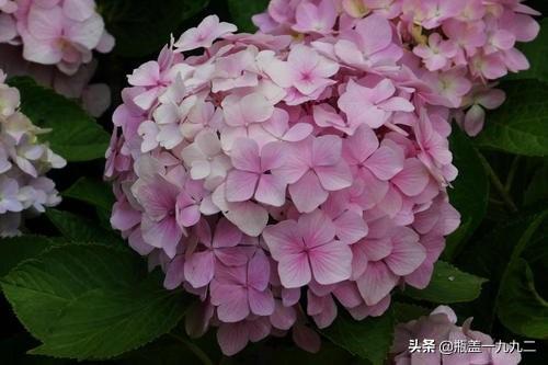 3朵绣球花的花语:绣球花一个枝头上有多个花苞，正常吗？绣球花盆栽该如何养护？