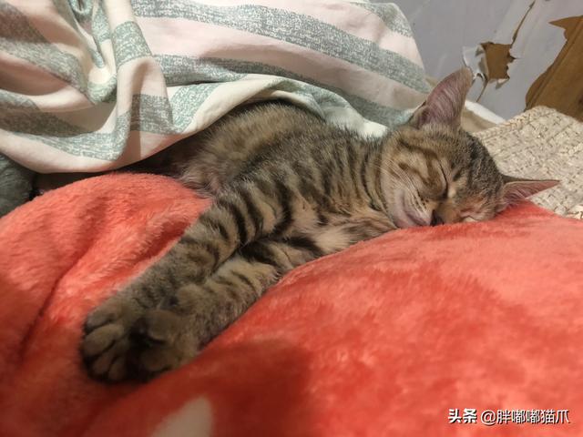 俗话说猫有九条命蚂蚁庄园:猫从多少楼跳下去会摔死？