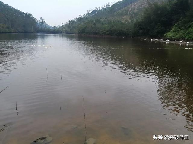 北京淡水鱼苗:北京淡水鱼苗市场 新池塘下鱼苗需要注意什么？
