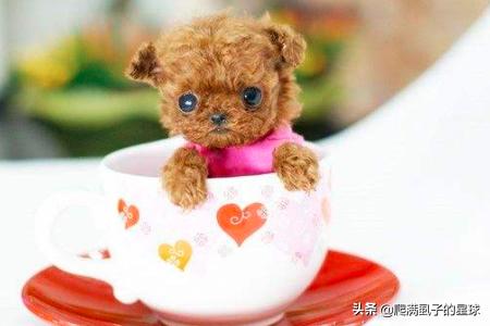 茶杯犬的图片:茶杯狗好养吗，饲养茶杯犬的经验？