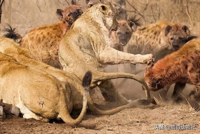 罗得西亚背脊犬捕猎非洲野犬:你都知道哪些互为冤家的猛兽？