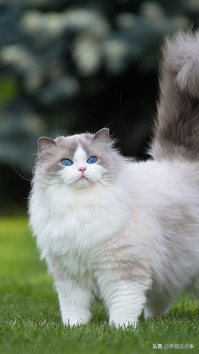 伯曼猫:布偶是不是猫界里的颜值第一？