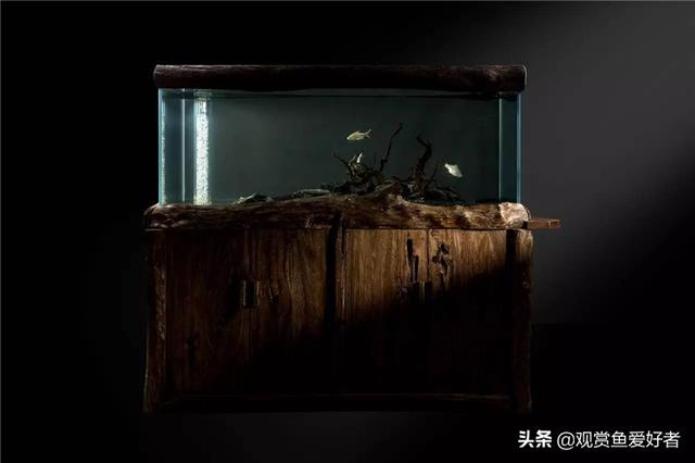 黄曼龙鱼好看吗:想养龙鱼，鱼缸是要自己制作好，还是买现成的？