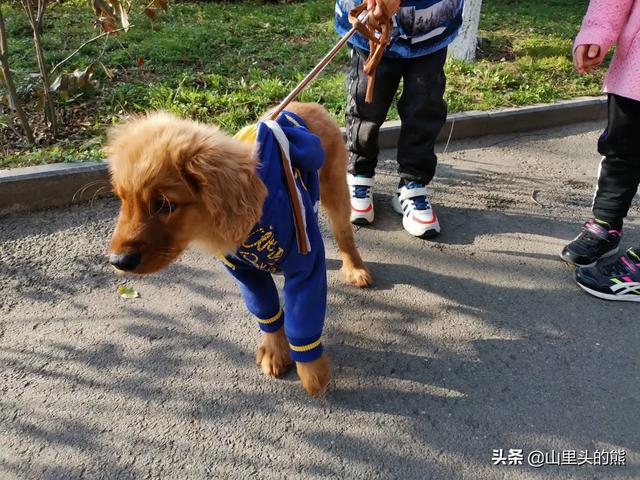 香蕉小狗:我家孩子很喜欢小猫小狗，在小区看见就追，到底要不要养宠物呢？