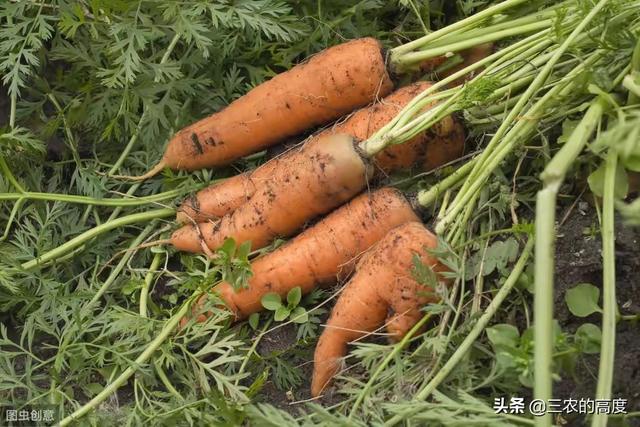 菜园子的胡萝卜一直分叉，该如何管理？