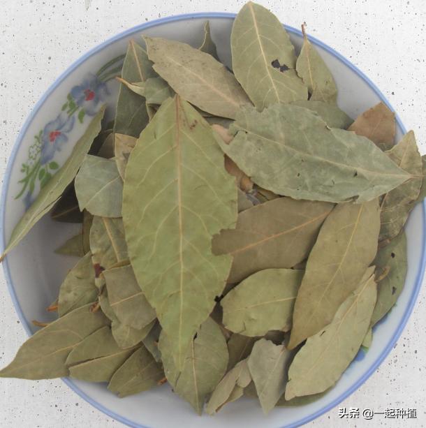 鱼香叶和茴香叶有啥区别，香叶是什么树的叶子香叶树在陕西，河南能栽种吗