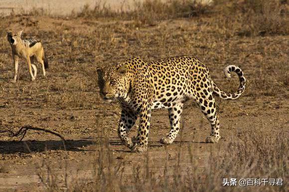 豹猫咪品种大全及图片:豹子真的可以改变斑点吗？ 猫咪品种大全及图片和名字