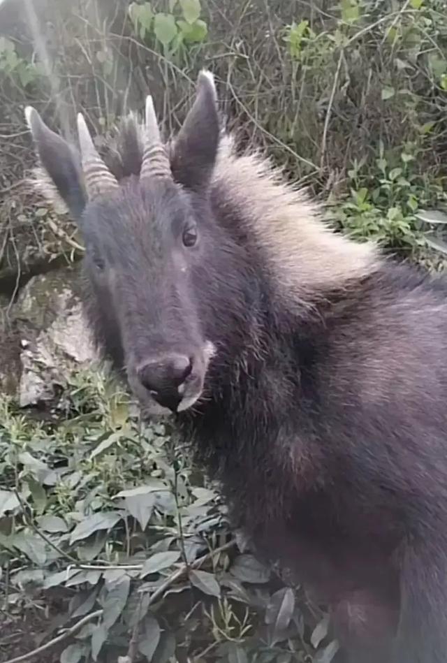 神秘生物:全球十大神秘生物都是什么？它们真的存在吗？